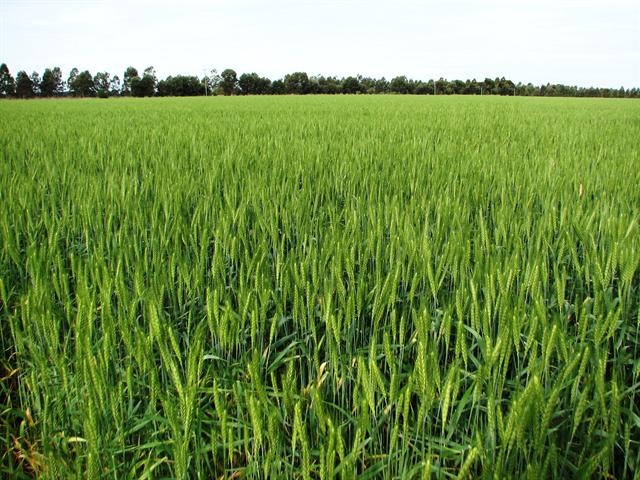 Ghulam Rasool Fertilizer Company